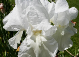 006 - barton harrington 1919